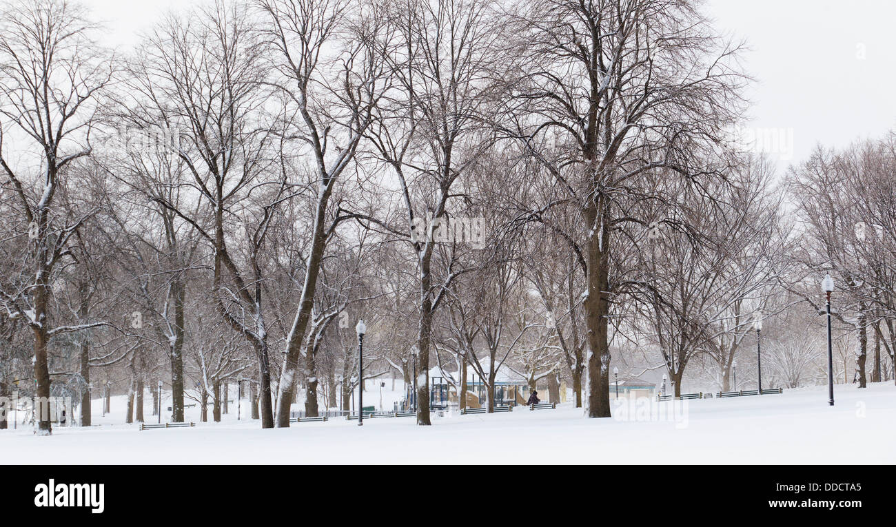 Alberi in un parco durante la bufera di neve, Boston Common, Boston, contea di Suffolk, Massachusetts, STATI UNITI D'AMERICA Foto Stock