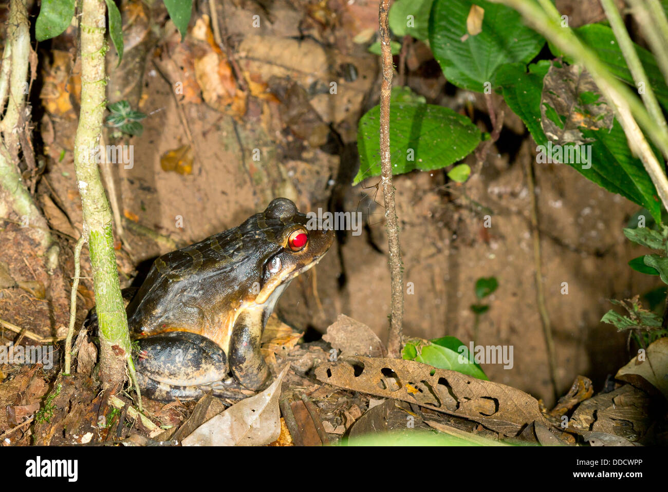 Knudsen's Bullfrog (Leptodactylus knudseni) con red eyeshine si siede accanto a un foro sul suolo della foresta pluviale, Ecuador Foto Stock