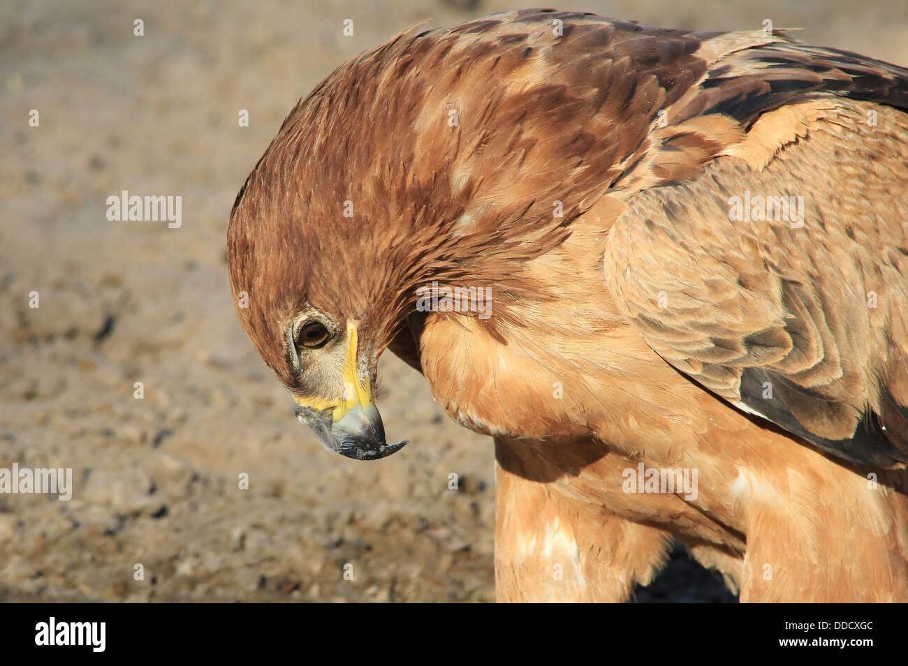 Bruno Eagle - Uccelli selvatici e di sfondo Raptor bellezza dall'Africa. Nel selvaggio. Lo sguardo intenso e lo studio della vita preziosa. Foto Stock