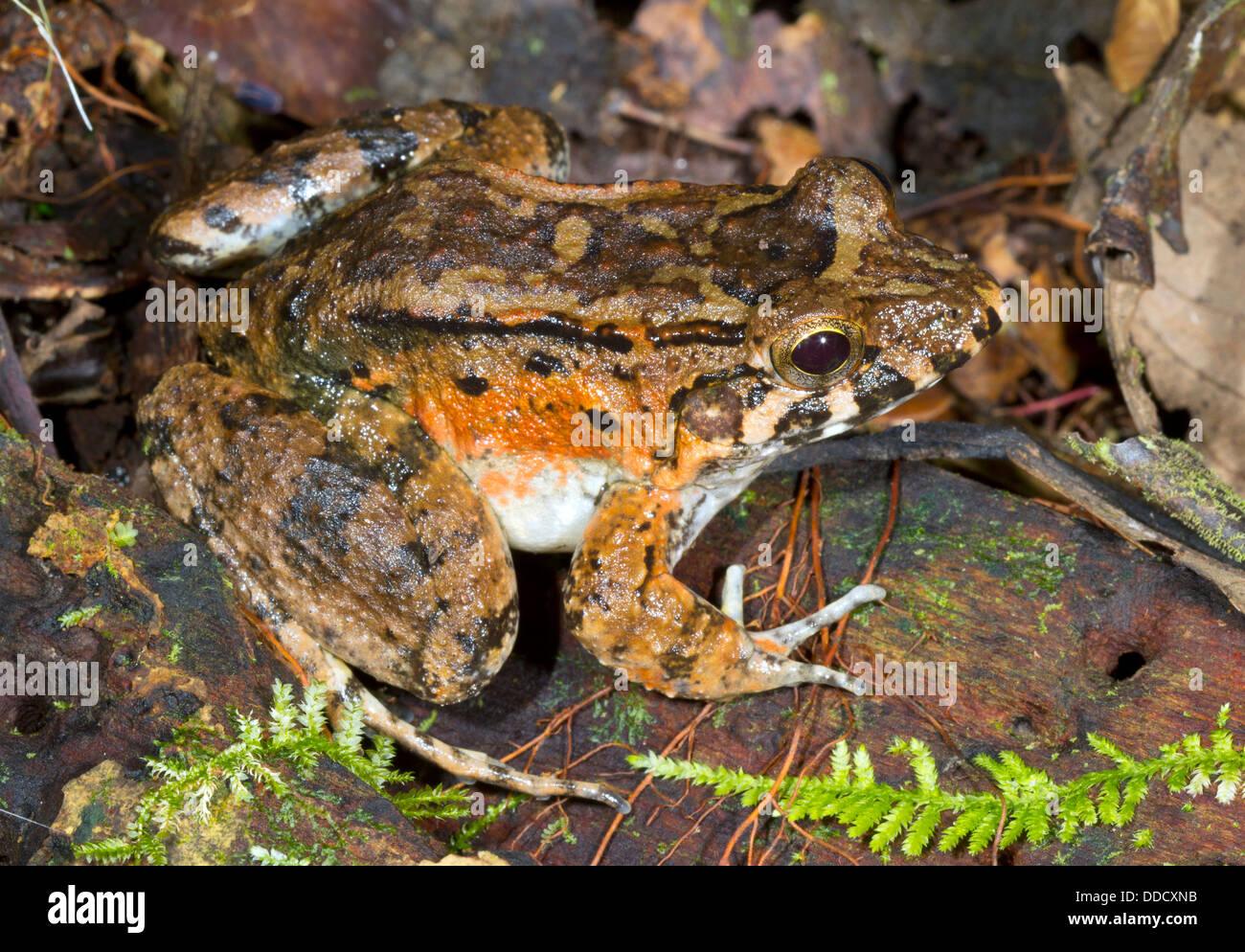 Giungla nana (Rana Leptodactylus wagneri) sul suolo della foresta pluviale, Ecuador Foto Stock