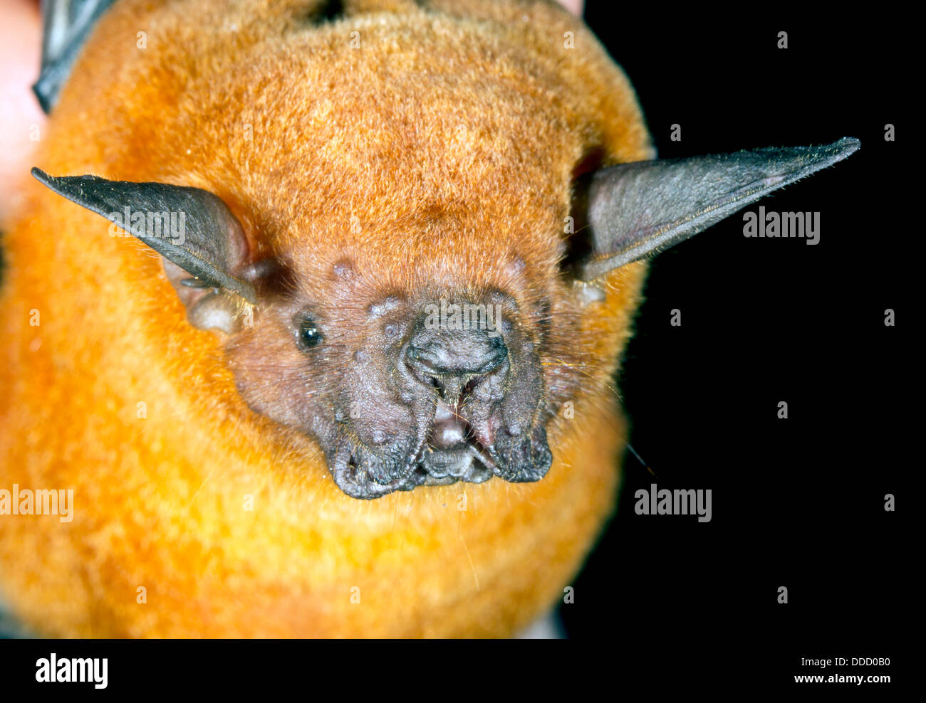 Maggiore la pesca Bat (Noctilio leporinus), Ecuador Foto Stock