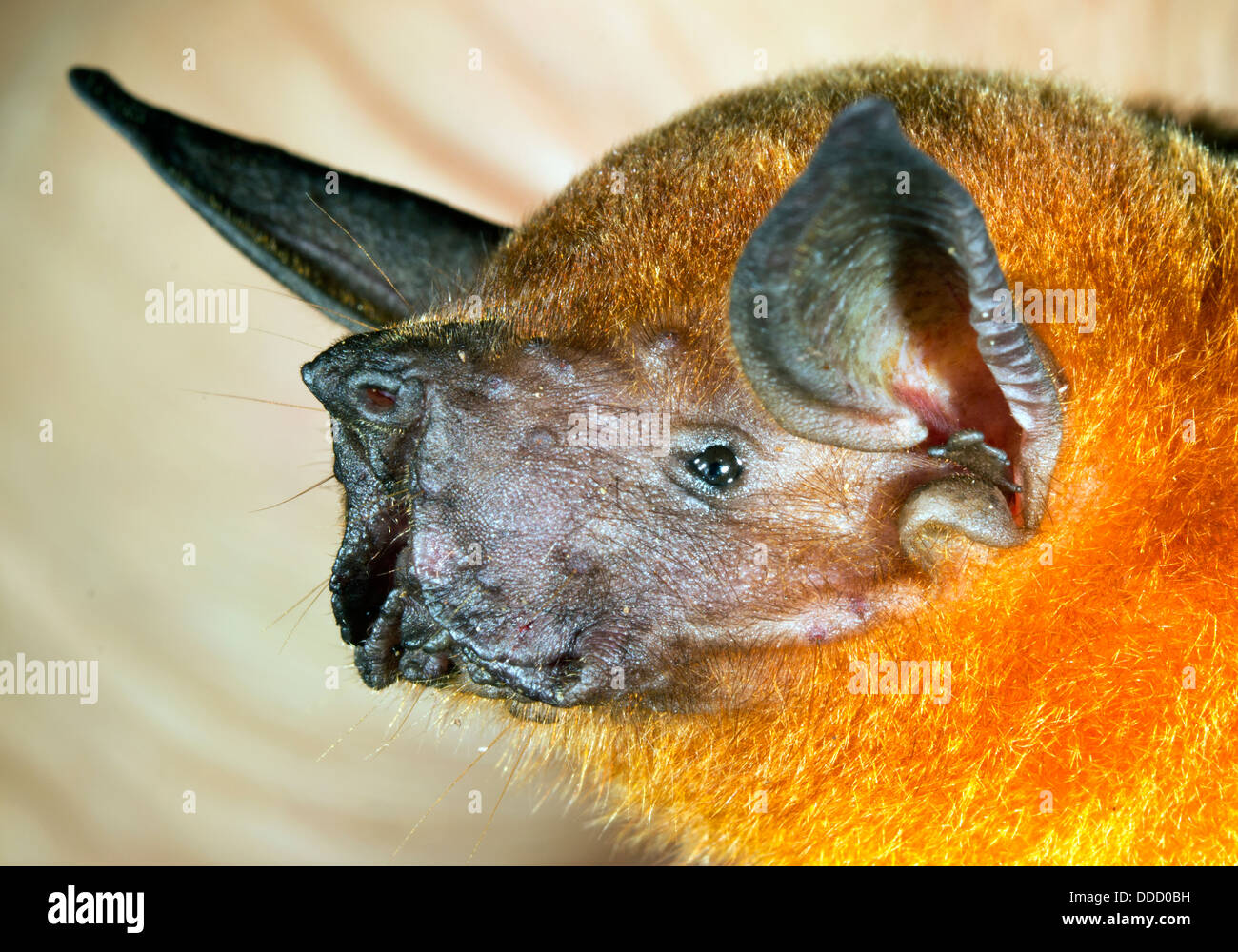 Maggiore la pesca Bat (Noctilio leporinus), Ecuador Foto Stock