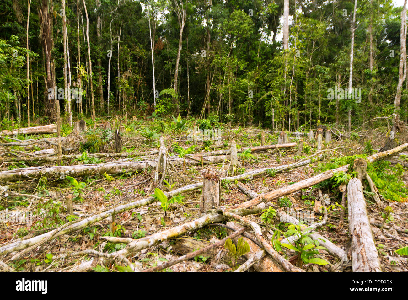 La foresta pluviale tropicale tagliato per l'agricoltura dell'Amazzonia ecuadoriana Foto Stock