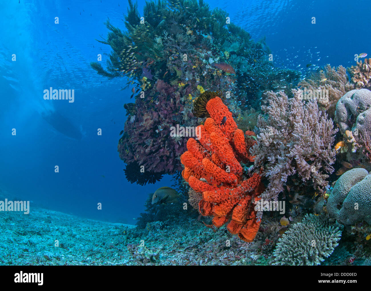 Shallow Coral reef con colore arancio brillante spugne tubo con la velocità della barca in acqua blu sullo sfondo. Raja Ampat, Indonesia Foto Stock