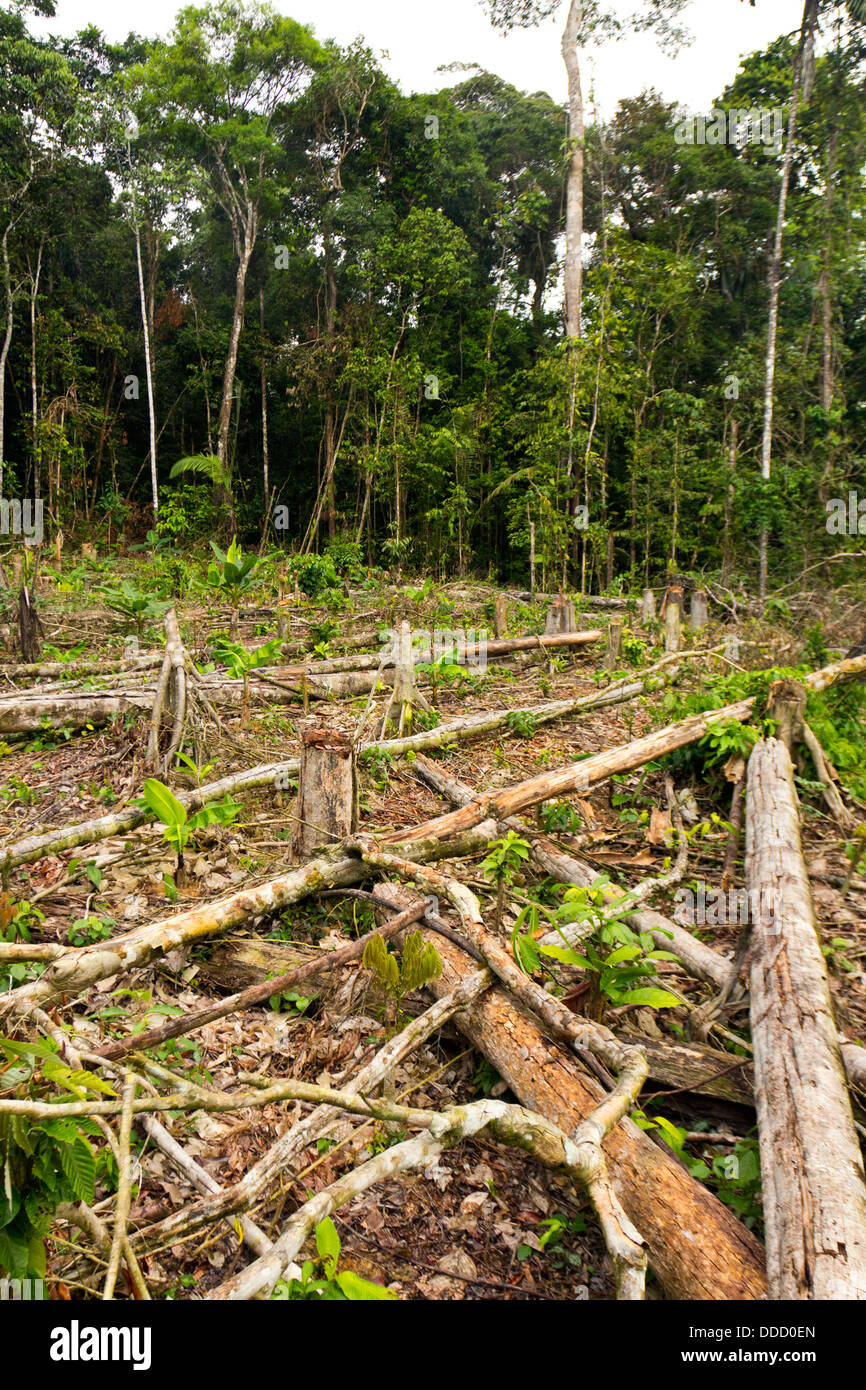 La foresta pluviale tropicale tagliato per l'agricoltura dell'Amazzonia ecuadoriana Foto Stock