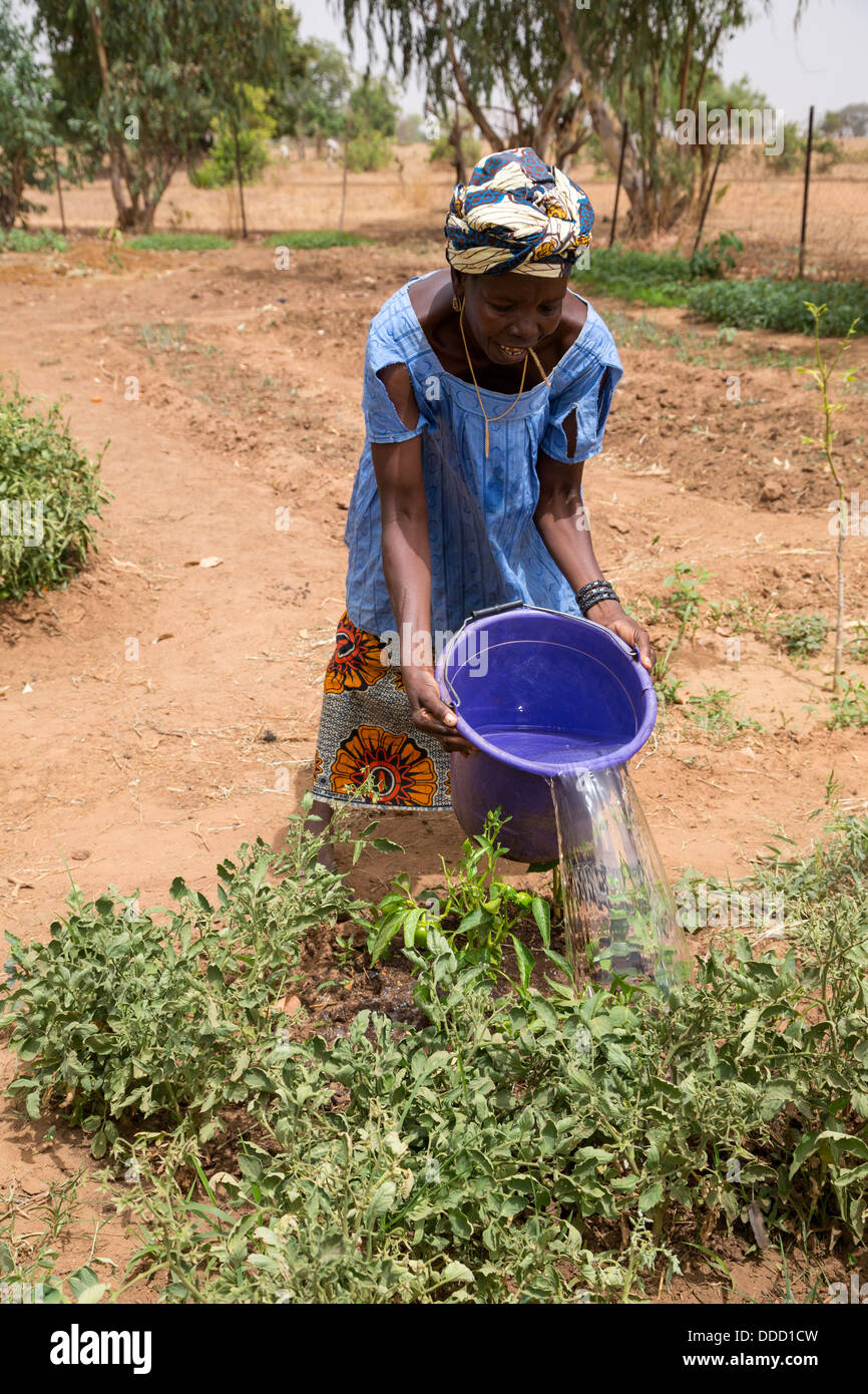 Il Wolof donna Pomodori di irrigazione. Dialacouna progetto giardinaggio, vicino a Kaolack, Senegal. Un progetto Africare. Foto Stock