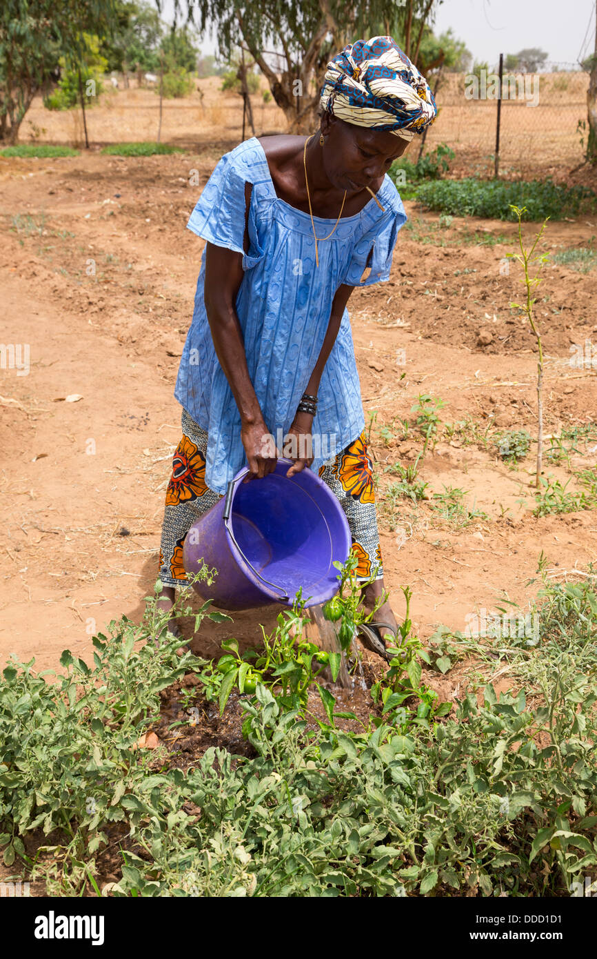 Il Wolof donna Pomodori di irrigazione. Dialacouna progetto giardinaggio, vicino a Kaolack, Senegal. Un progetto Africare. Foto Stock