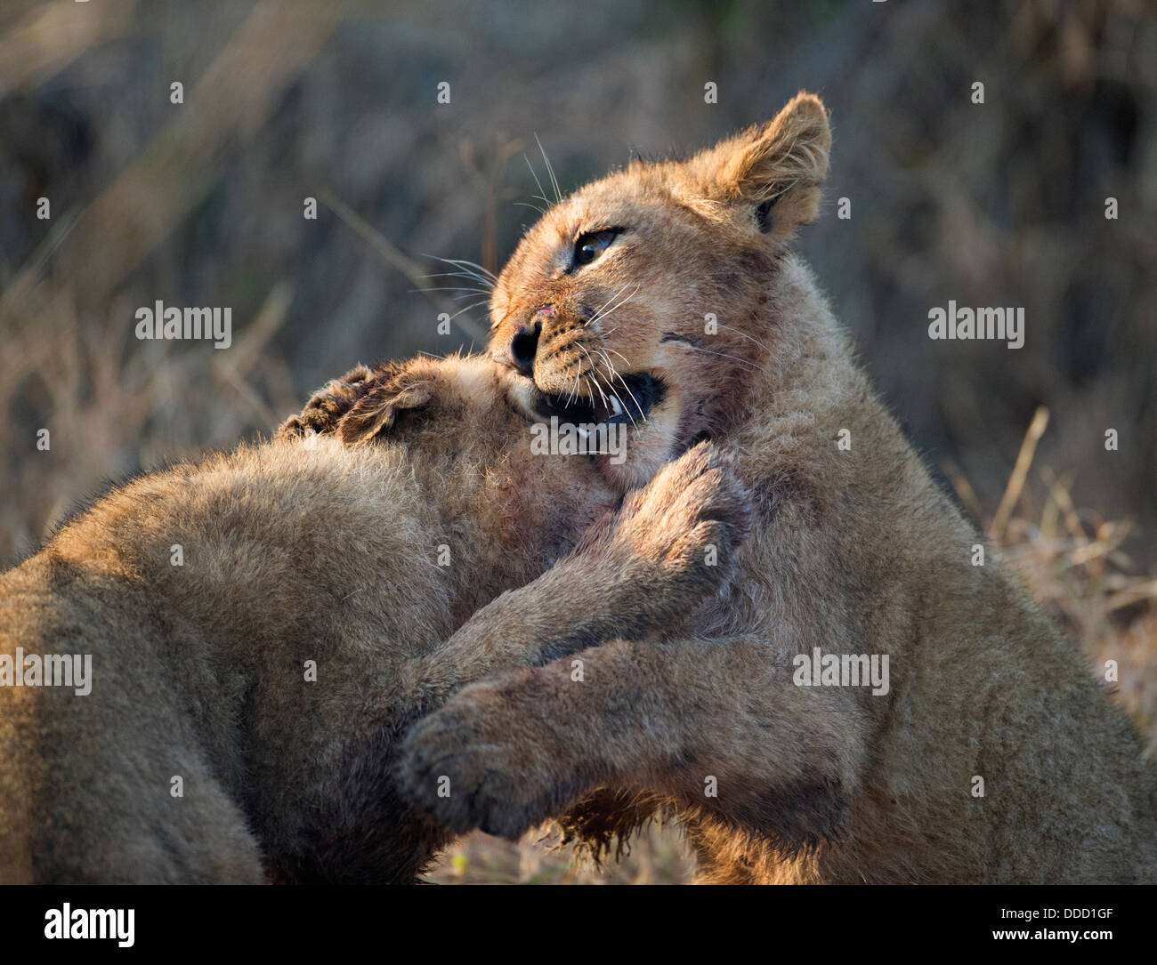 Due Lions cubs insieme giocando in mattina presto, ritratto Foto Stock
