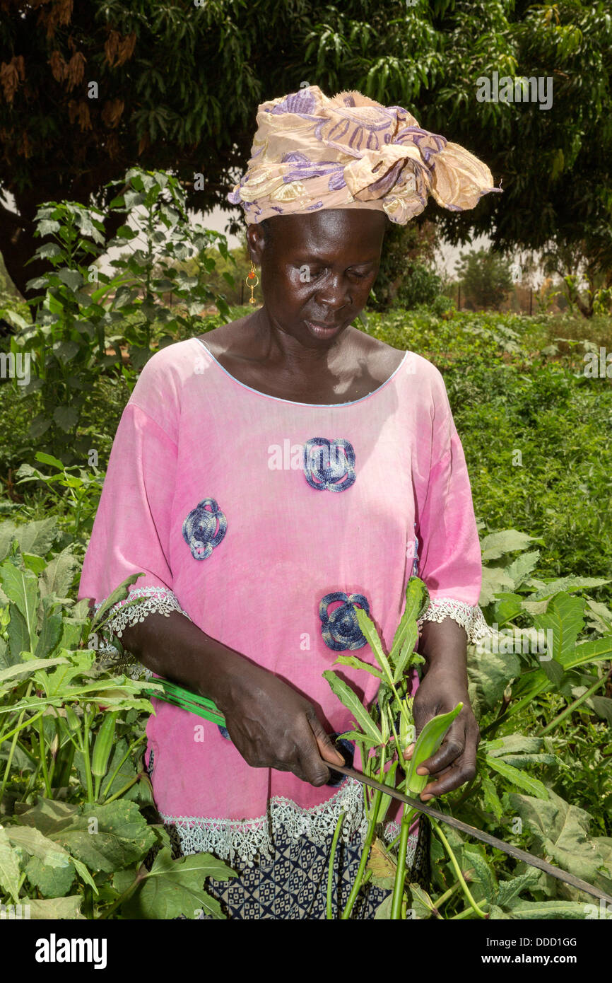 Il Wolof donna Okra di taglio. Dialacouna progetto giardinaggio, vicino a Kaolack, Senegal. Un progetto Africare. Foto Stock