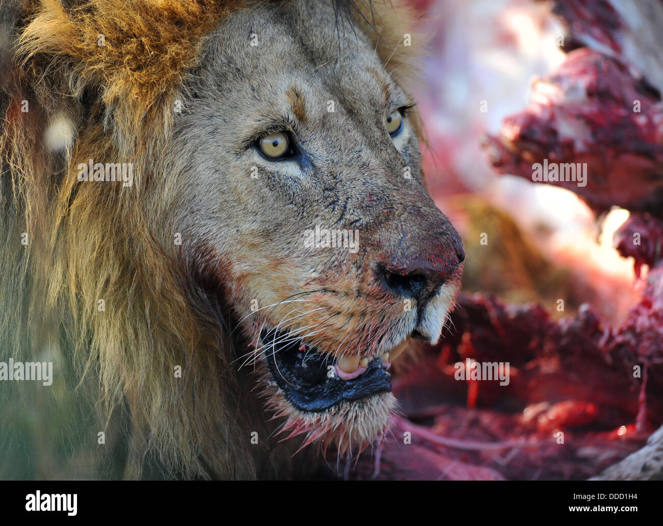 Lion su un kill, ritratto Foto Stock