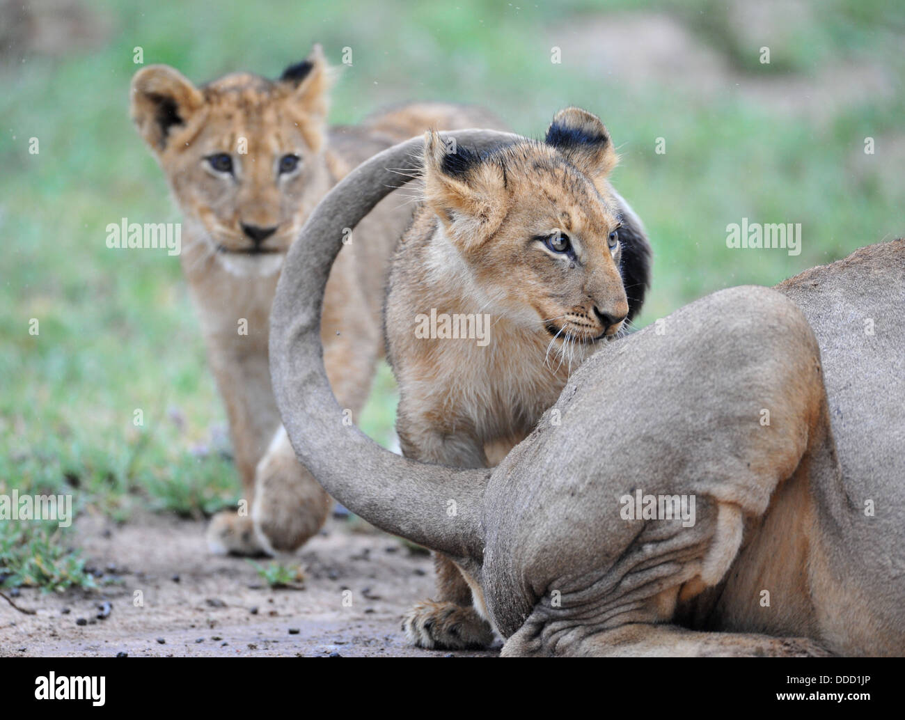 Lion cubs giocare con coda leonessa Foto Stock