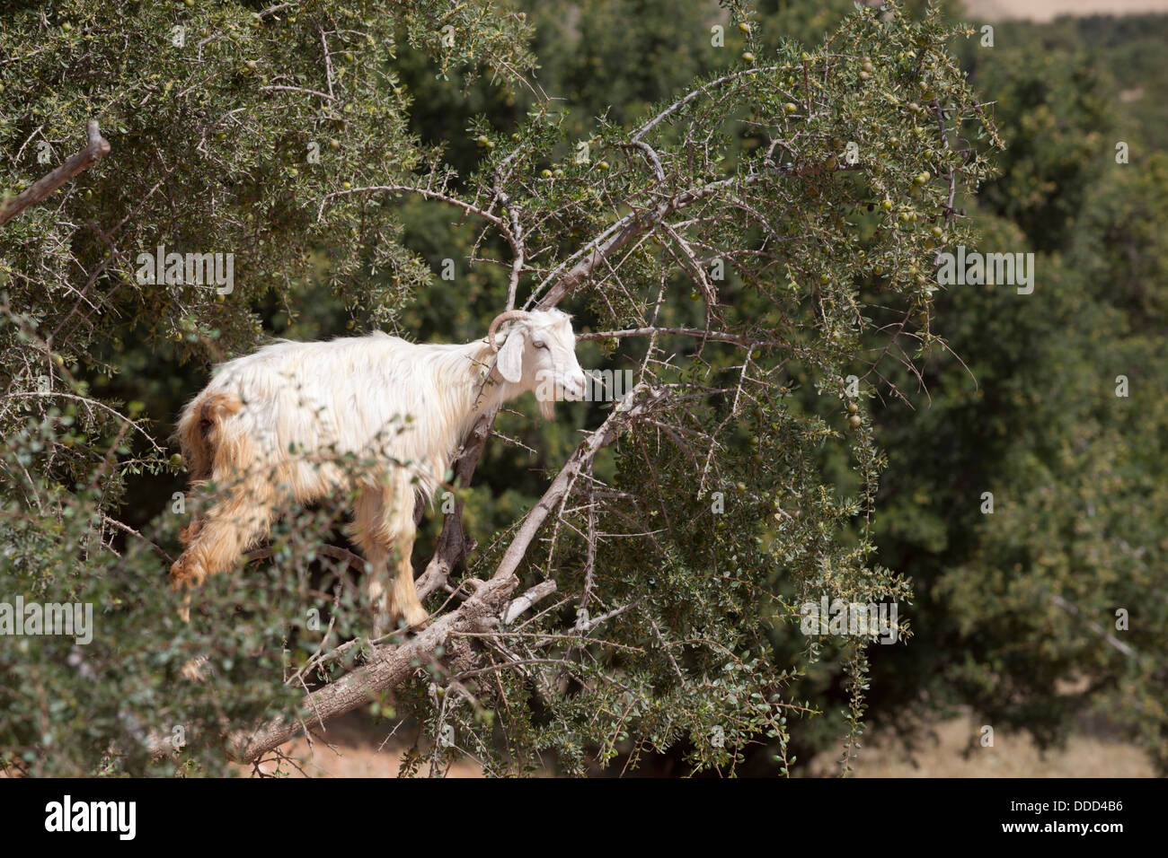 Caprini fino ad albero di Argan Foto Stock