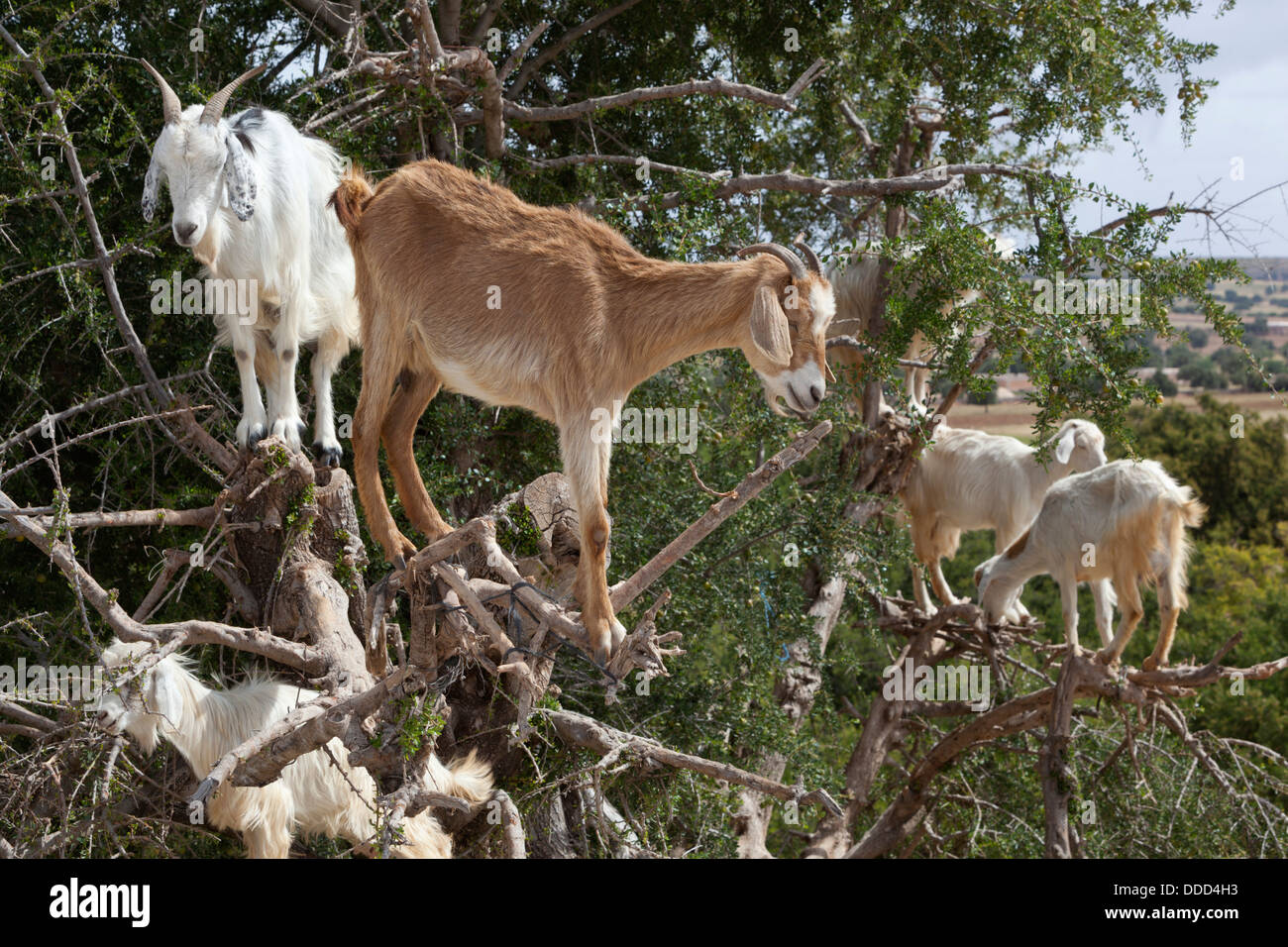 Caprini fino ad albero di Argan Foto Stock