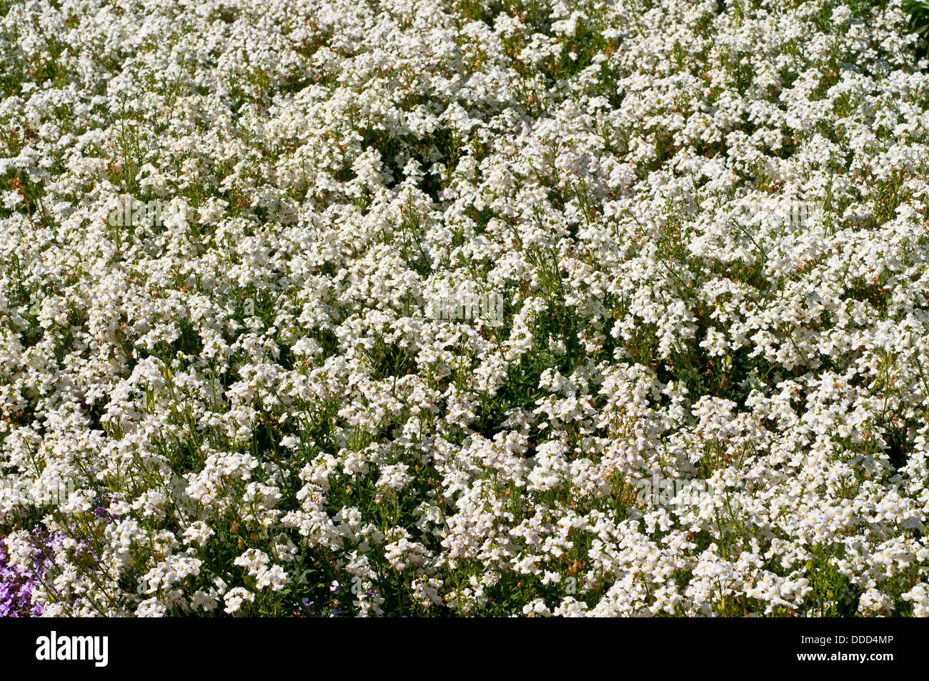 Estate aiuola con Nemesia 'poesia bianco fiori" Foto Stock