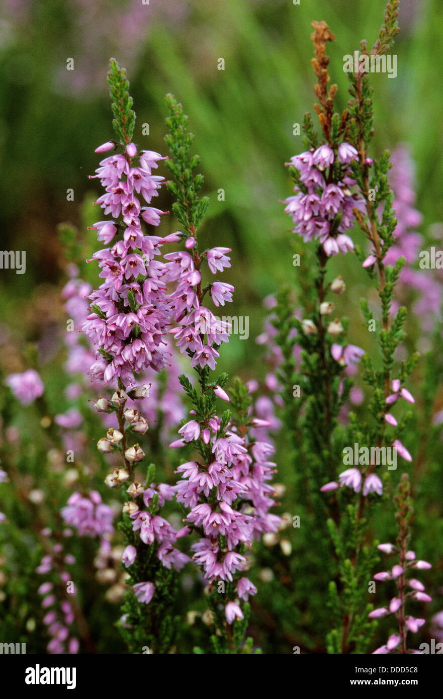 Comune di erica Erica Erica scozzese, ling, Heide, Besenheide, Heidekraut, Calluna vulgaris Foto Stock