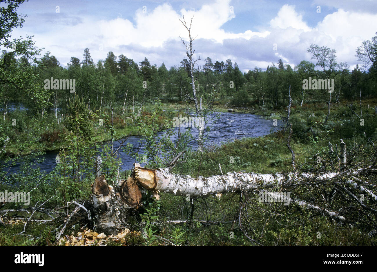 Castoro europeo, Europäischer Biber, Fraßspur vom Biber, Biber hat Baum gefällt und abgenagt, Castor fiber, ricino d'Europa Foto Stock