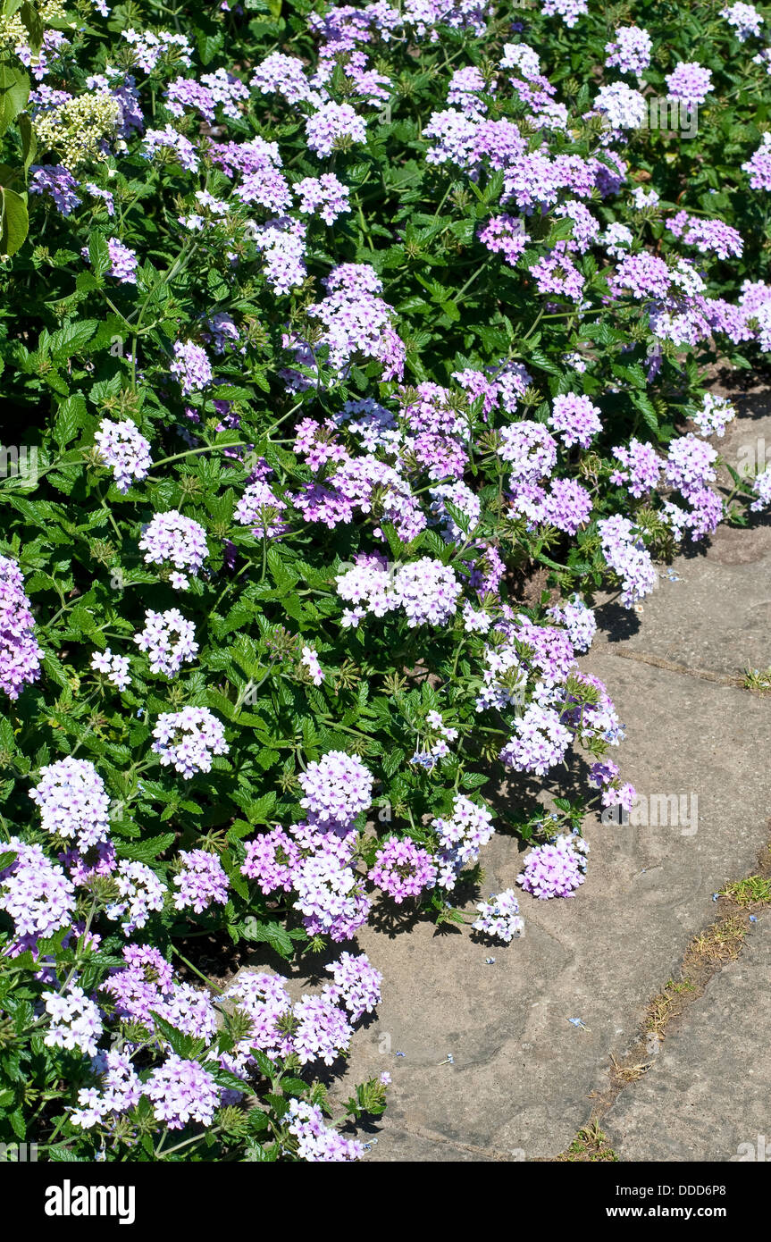 La verbena del confine di fiori Foto Stock