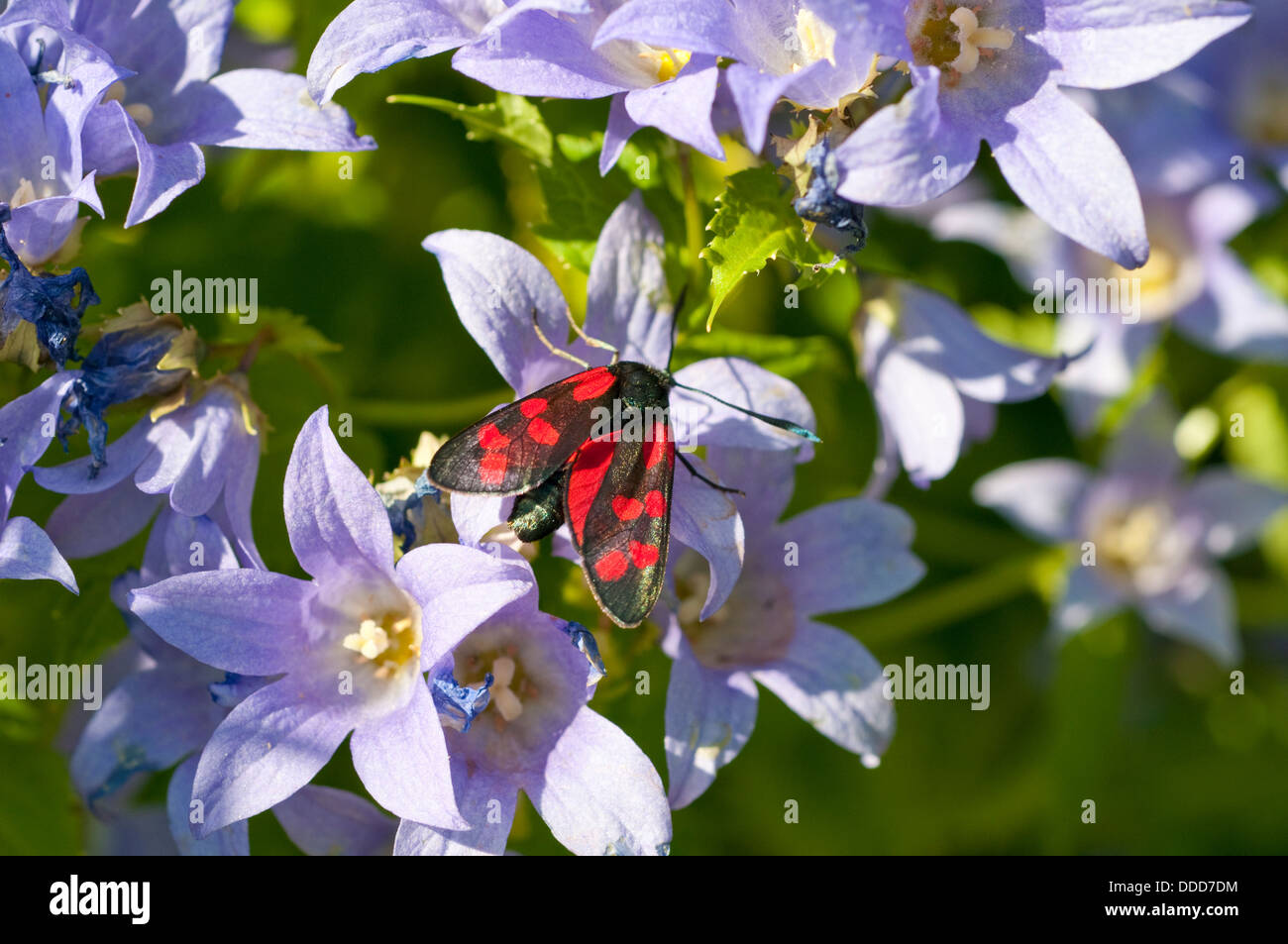 Sei-spot Burnett moth - Zygaena filipendulae - alimentazione su fiore Foto Stock