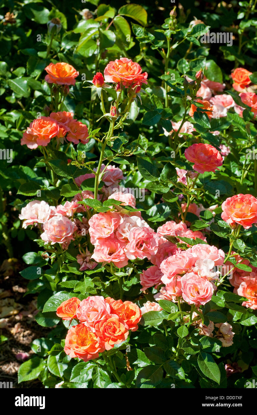 Rose Vecchio Giovanni 'Dicwillynilly' Foto Stock