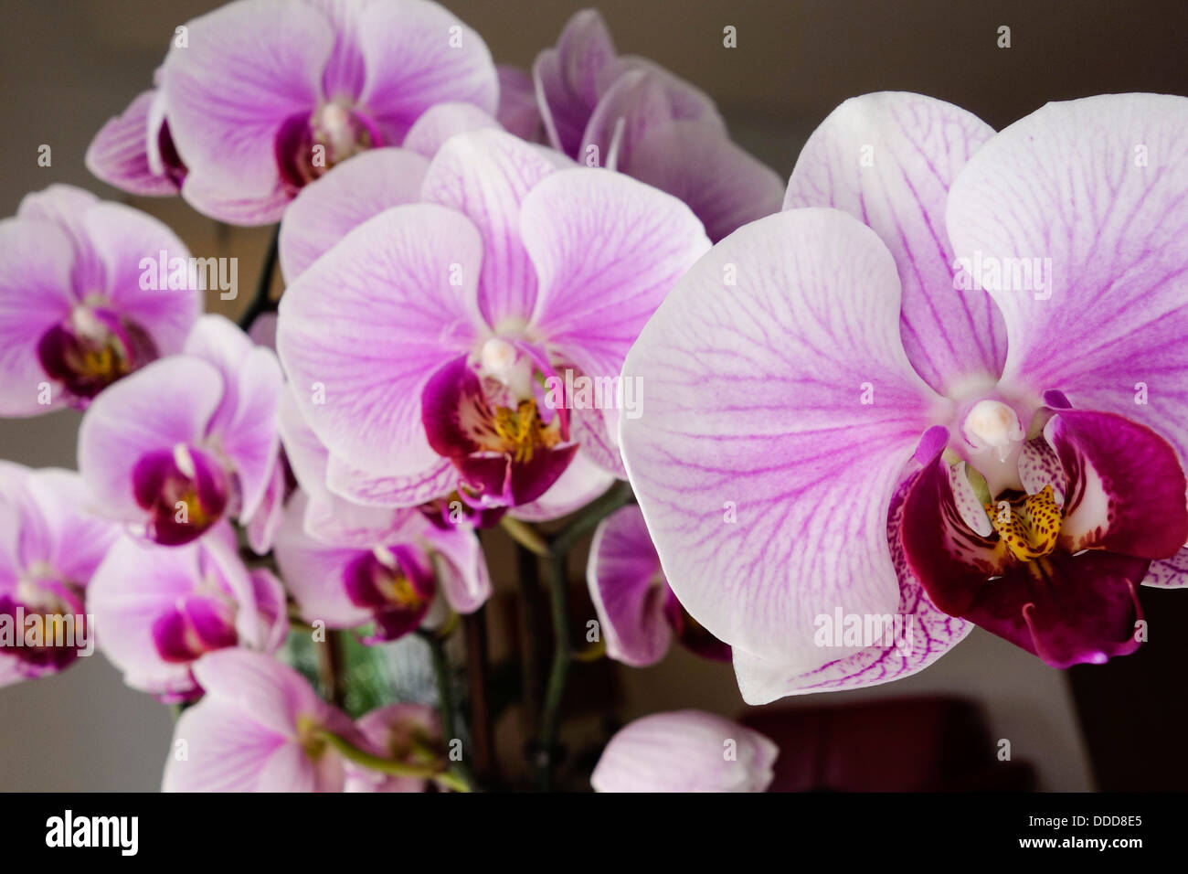Orchidea di fioritura Foto Stock