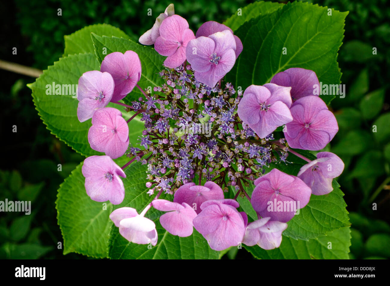 Hortensia nel giardino, (Hydrangea macrophylla) Foto Stock