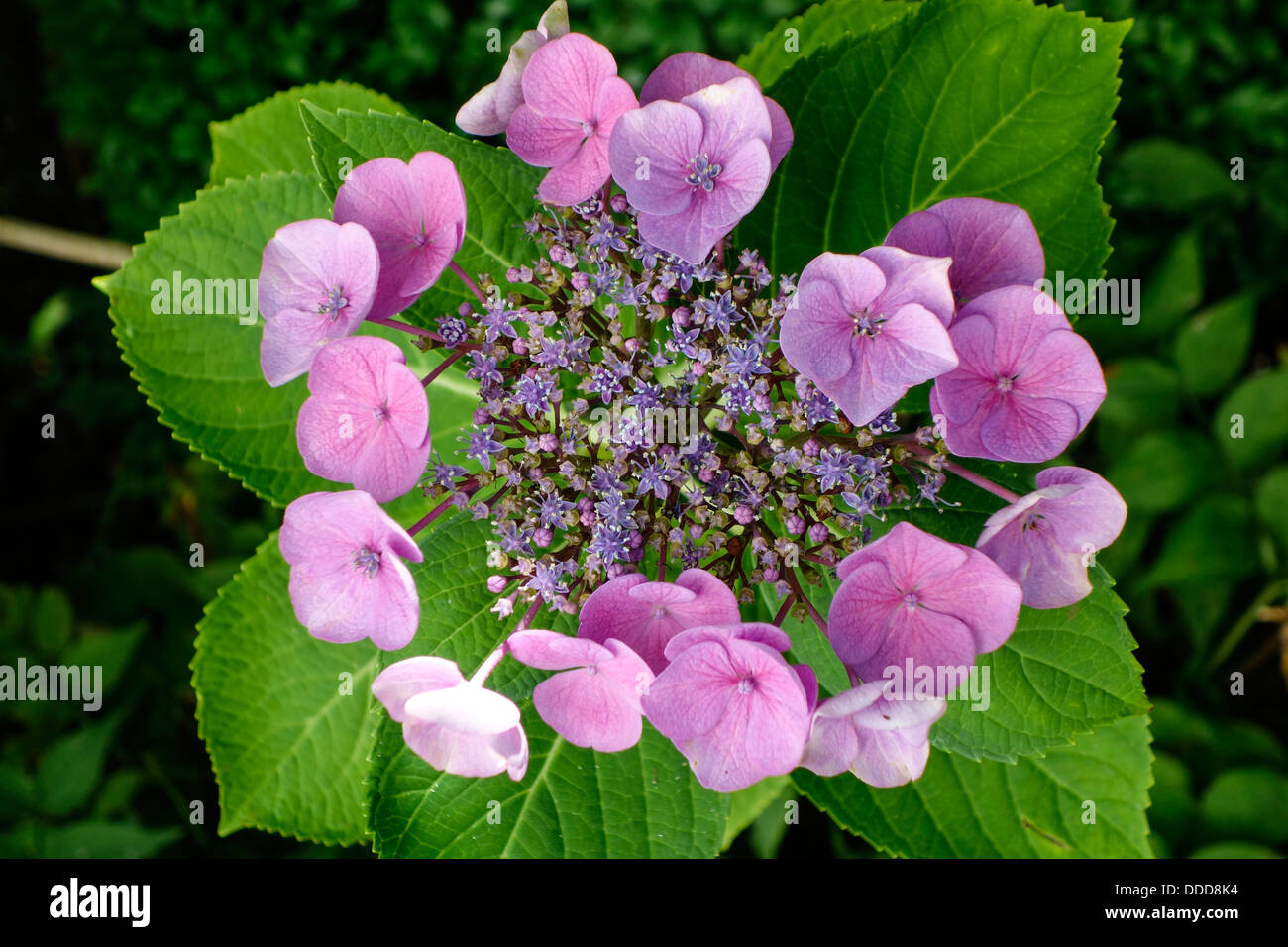 Hortensia nel giardino, (Hydrangea macrophylla) Foto Stock