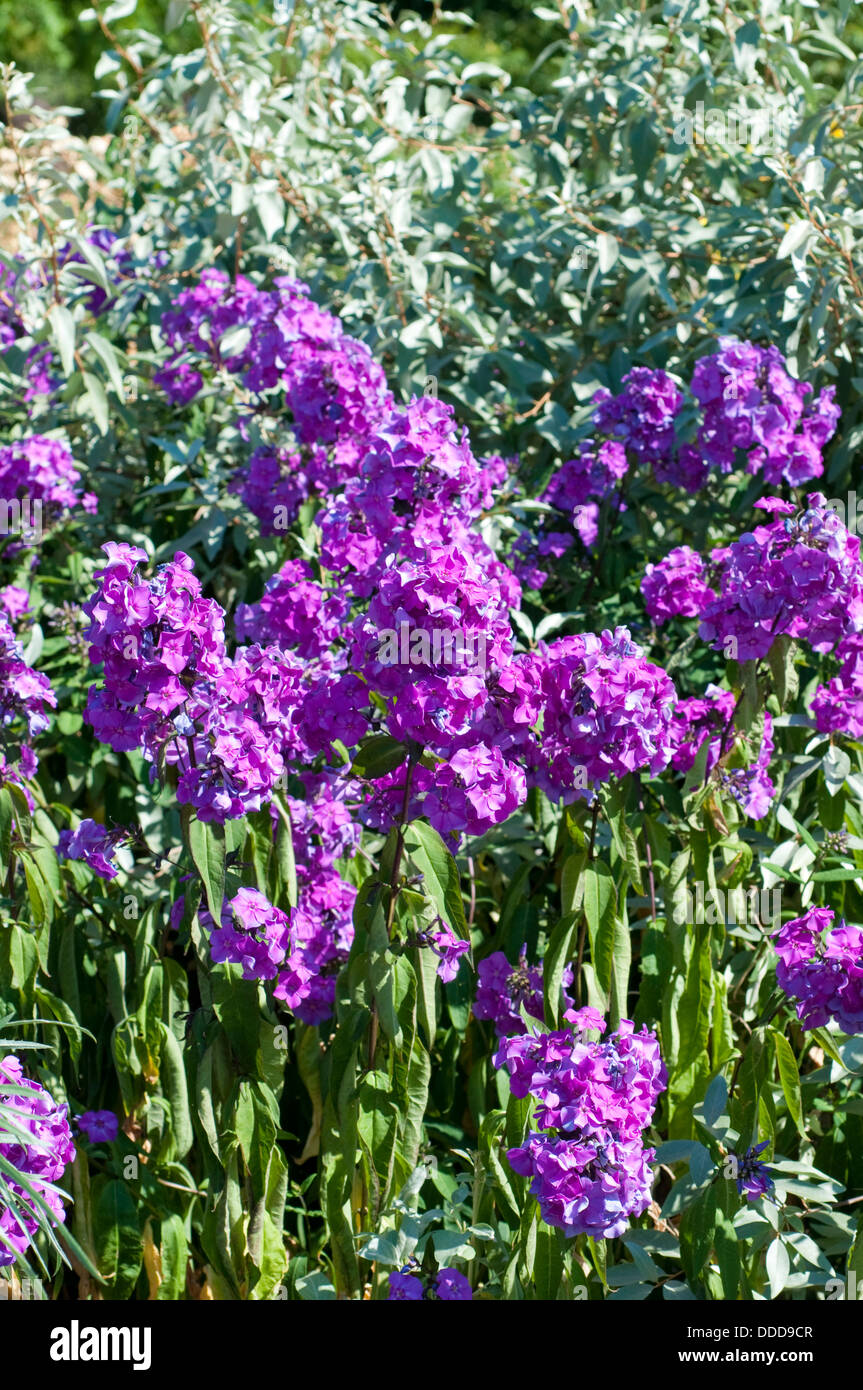 Phlox paniculata 'Blue sera" Foto Stock