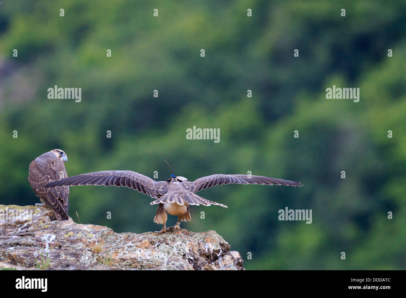 Giovani Saker Falchi (Falco cherrug) formazione di volare. Central Balkan National Park. La Bulgaria. Foto Stock