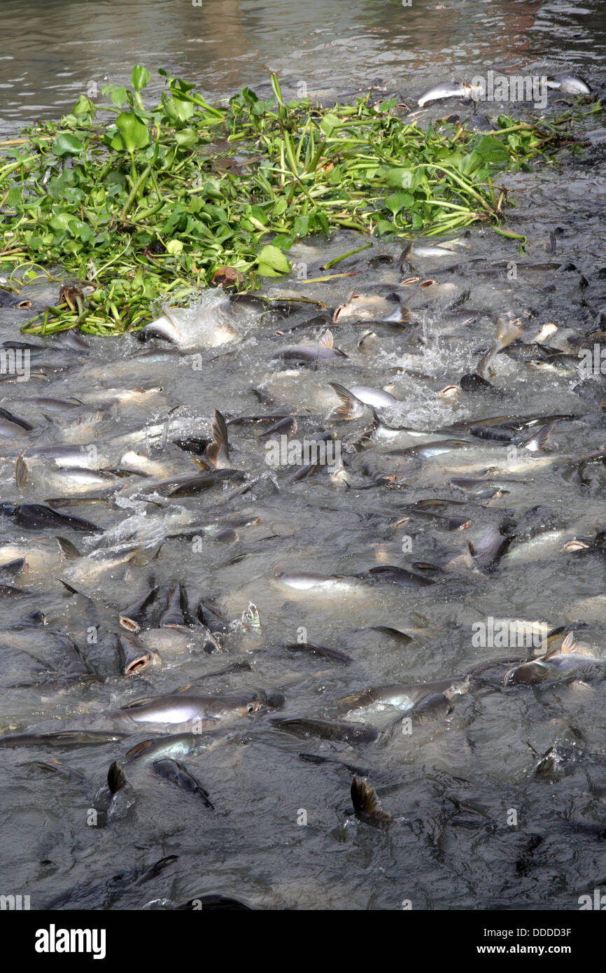 Pesce gatto gigante presso il fiume Chao Phraya, Bangkok, Thailandia Foto Stock