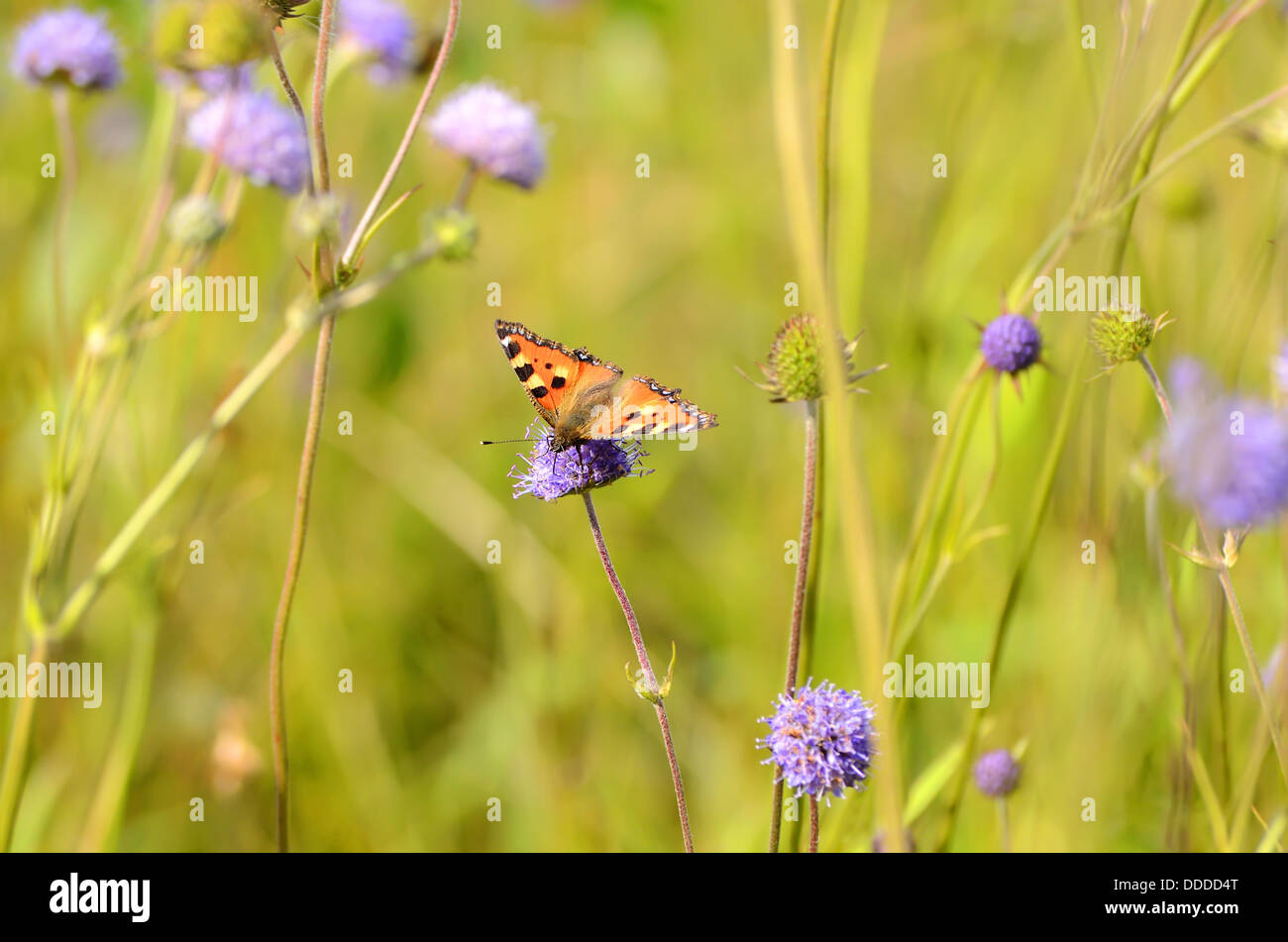Farfalla sulla Succisa pratensis fiore Foto Stock
