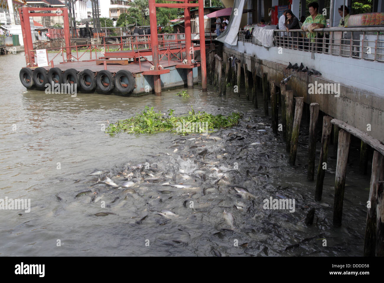 Pesce gatto gigante presso il fiume Chao Phraya, Bangkok, Thailandia Foto Stock