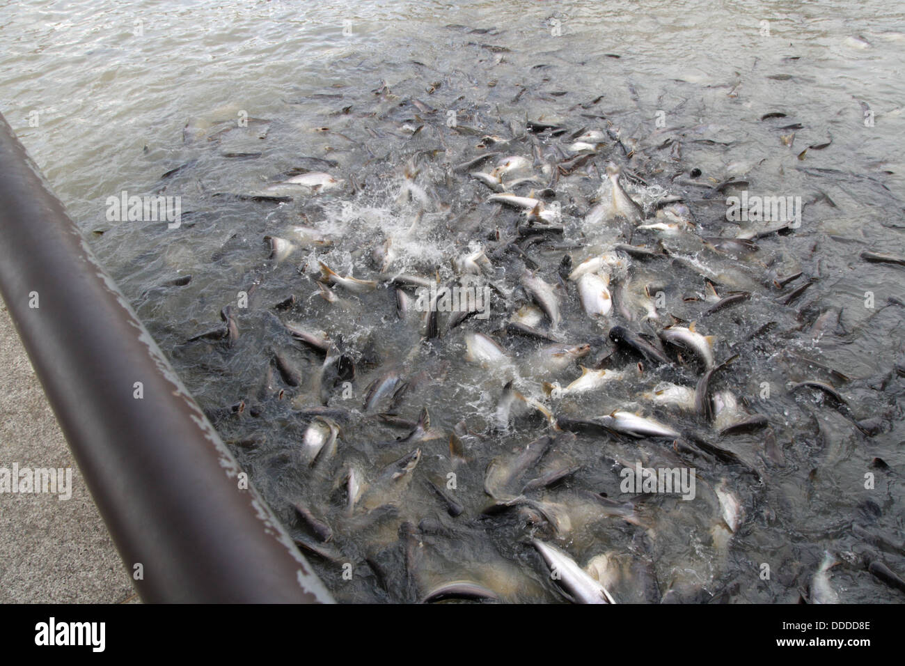 Pesce gatto gigante presso il fiume Chao Phraya, Bangkok, Thailandia Foto Stock