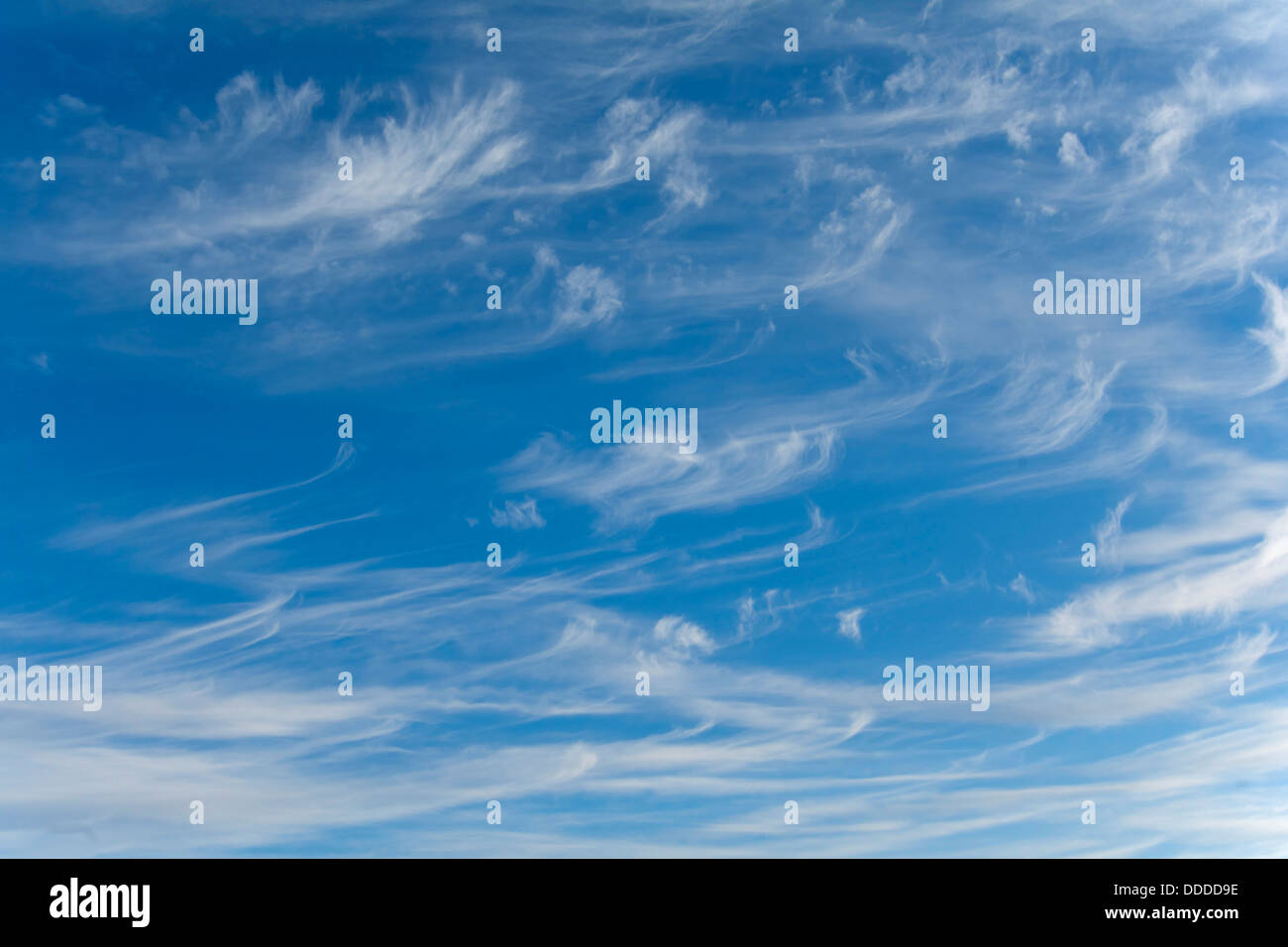 Code di cavalla Foto Stock