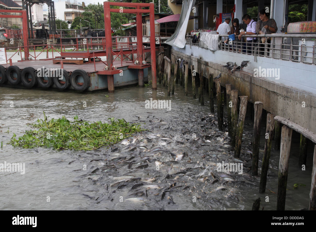 Pesce gatto gigante presso il fiume Chao Phraya, Bangkok, Thailandia Foto Stock