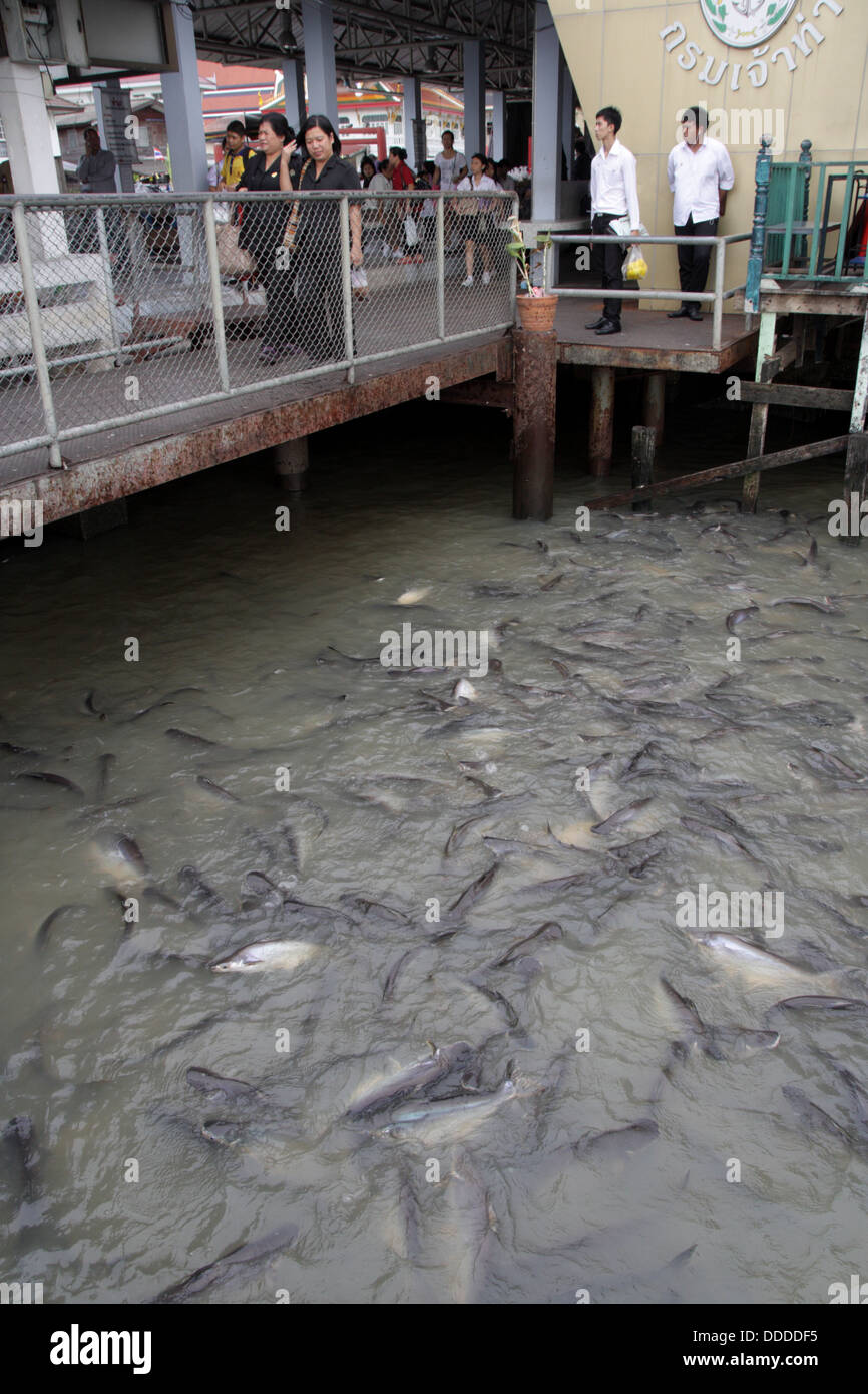 Pesce gatto gigante presso il fiume Chao Phraya, Bangkok, Thailandia Foto Stock
