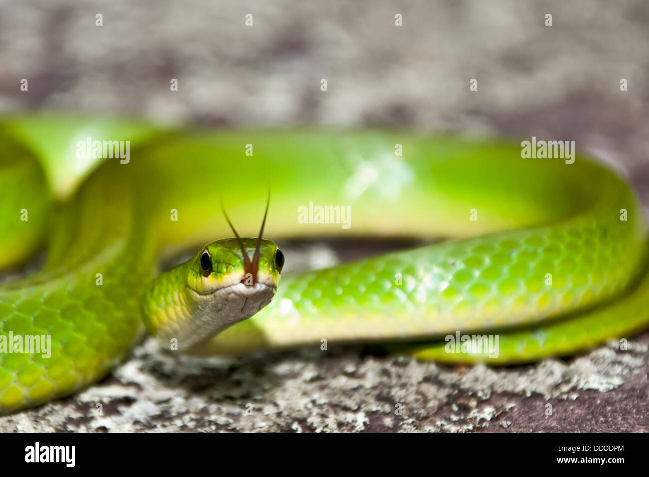 Buon serpente verde Foto Stock