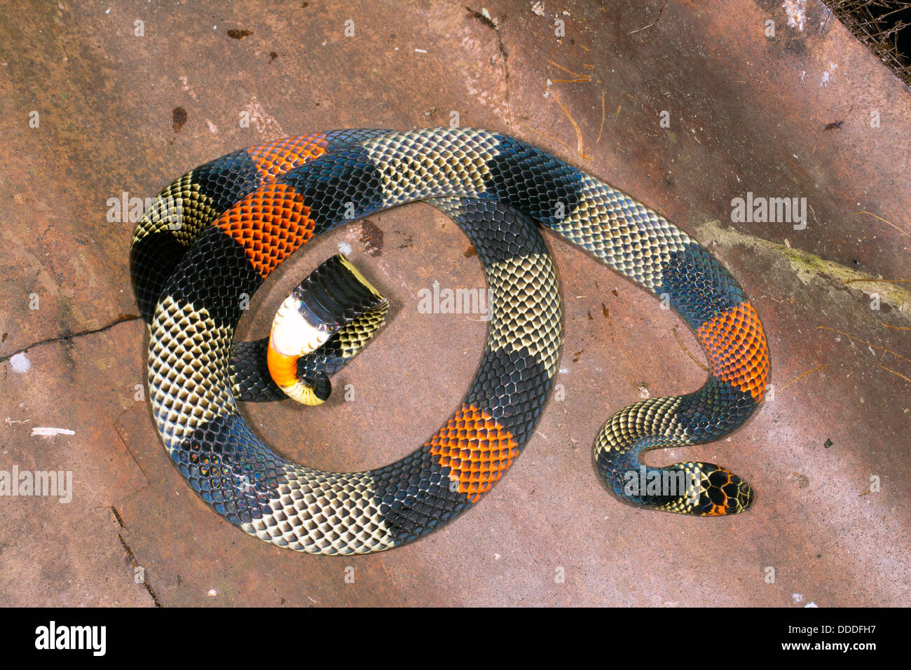 Amazzonico Serpente corallo (Micrurus spixii obscurus), Ecuador Foto Stock