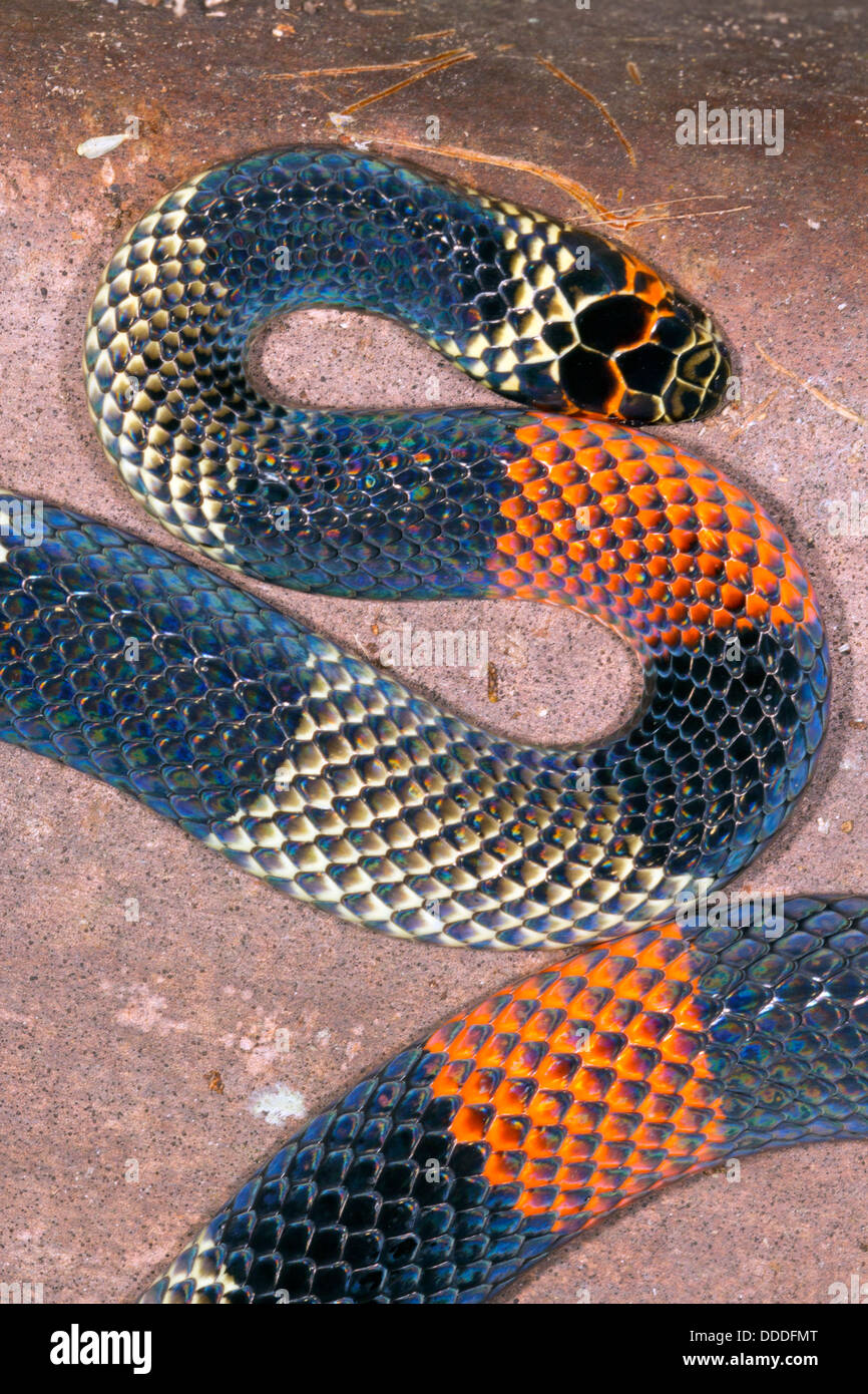 Amazzonico Serpente corallo (Micrurus spixii obscurus), Ecuador Foto Stock
