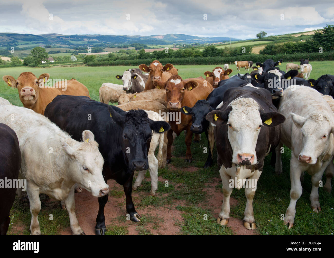 Bovini sani in un campo in una fattoria Monksilver,Somerset,UK,in un badger cull area di prova.una campagna britannica vacche tubercolosi bovina "TB" Foto Stock