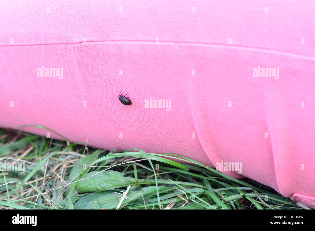 Beetle insetto sulla rosa dei jeans donna seduta sull'erba Foto Stock