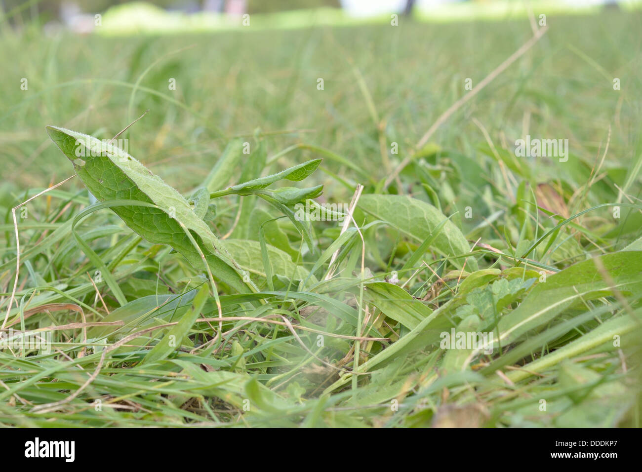 Erba e piante infestanti in un campo England Regno Unito Foto Stock