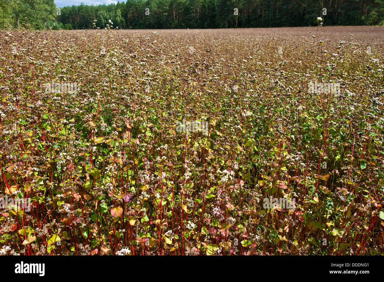 Un campo di quasi mature del grano saraceno vicino a Sokółka in Polonia nord-orientale. Foto Stock