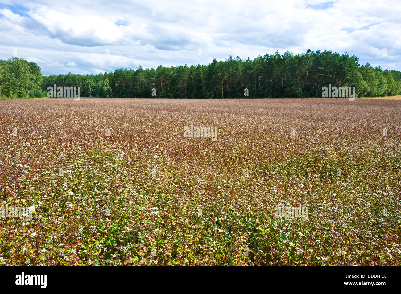Un campo di quasi mature del grano saraceno vicino a Sokółka in Polonia nord-orientale. Foto Stock