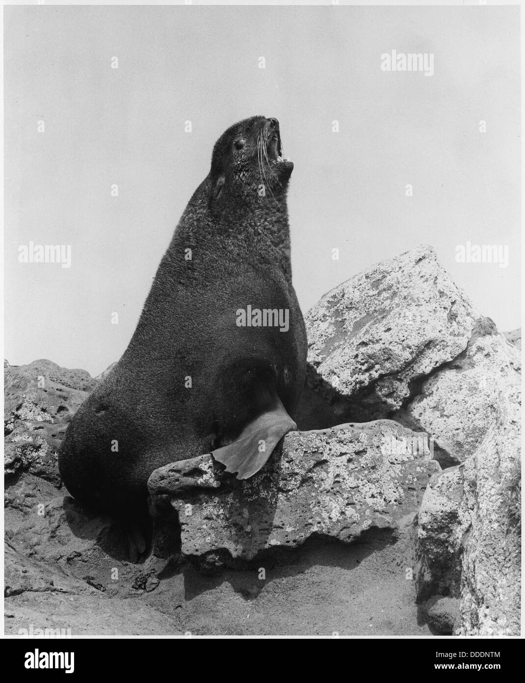Un toro di foca pelliccia poggia su una roccia presso la Zapadni Rookery, situata sull'isola di St. Paul, parte delle isole Pribilof in Alaska, nota per le sue popolazioni di foche. Foto Stock