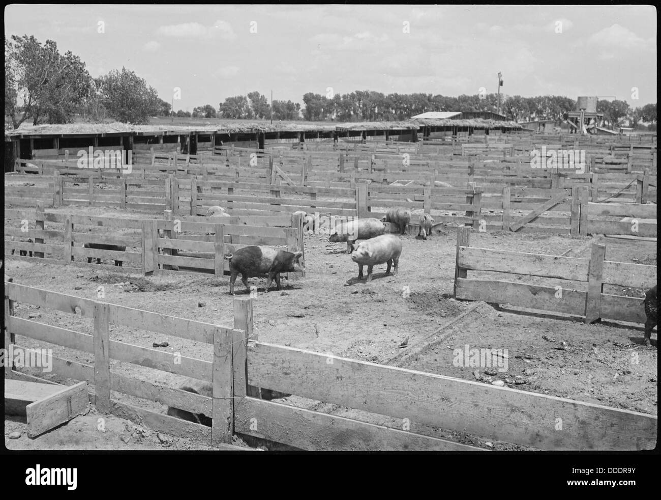 Una vista delle recinzioni di maiale al Granada Relocation Center, Amache, Colorado, che mostra le attività agricole all'interno del campo di internamento. Foto Stock