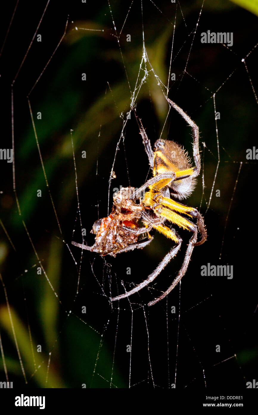 Orb amazzonica-web spider a mangiare una preda voce di notte, Ecuador Foto Stock