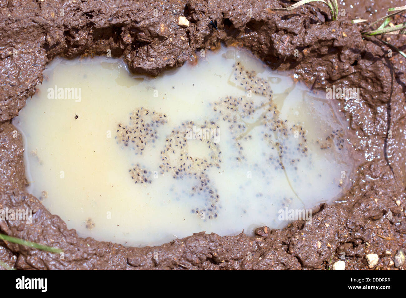 Frog spawn in un footprint allagati nella foresta pluviale, Ecuador Foto Stock