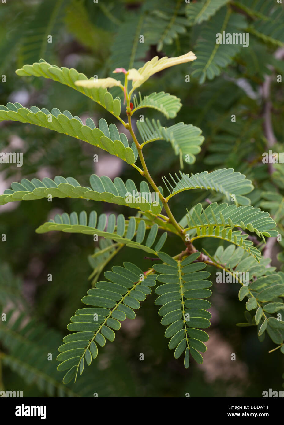 Foglie di tamarindo (Tamarindus indica Foto stock - Alamy