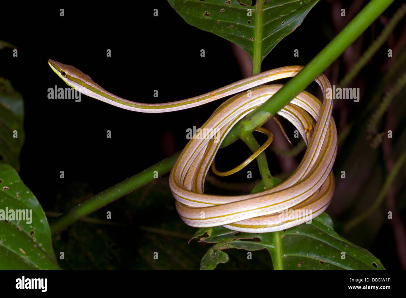 Vite Snake (Xenoxybelis argenteus) avvolta nel sottobosco della foresta pluviale, Ecuador. Foto Stock