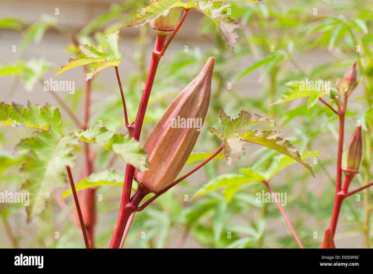 Corto rosso okra (Abelmoschus esculentus) Foto Stock